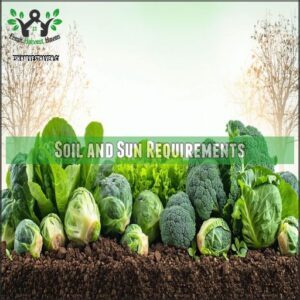 Soil and Sun Requirements