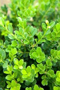 Southern Living Baby Gem Boxwood