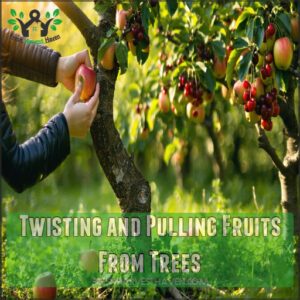 Twisting and Pulling Fruits From Trees