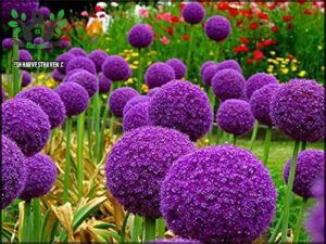 zcbang Rare Plant Flower Seed