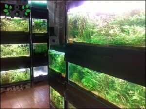 ACUAFLORA IGUAZU