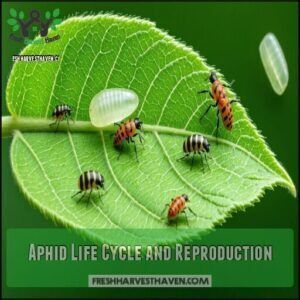 Aphid Life Cycle and Reproduction