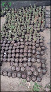 arafed cactus plants are arranged in pots on the ground
