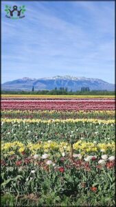arafed field of flowers with mountains in the background
