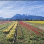 arafed field of tulips and other flowers with mountains in the background