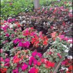arafed plants in a greenhouse with a variety of flowers