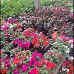 arafed plants in a greenhouse with a variety of flowers