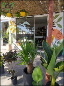 Buenas Raices Plantas