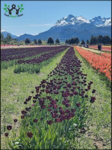 Campo de Tulipanes