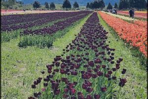 Campo de Tulipanes