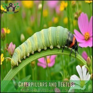 Caterpillars and Beetles