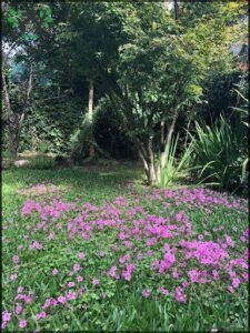 Cerámica Taller En El Jardín
