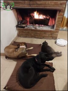 dogs laying on a blanket in front of a fireplace with a dog laying on the floor