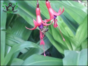 Fucsia magellanica