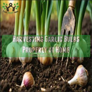 harvesting garlic bulbs properly