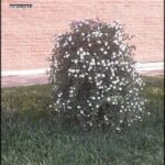 Lantana