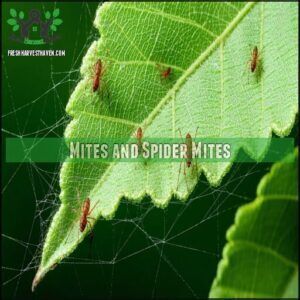 Mites and Spider Mites