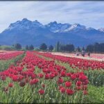 mountains in the background with a field of red tulips in the foreground