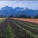 mountains in the distance with a field of flowers in the foreground