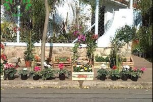 Musgo, Almacén de Jardín