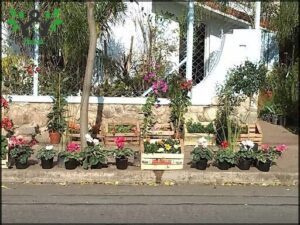 Musgo, Almacén de Jardín