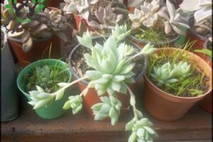 Plant Factory