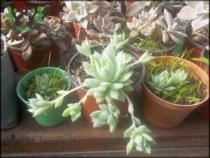 Plant Factory