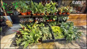Planta