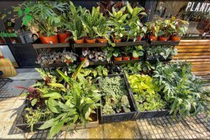 Planta
