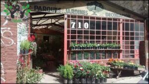 Plantas Herbut