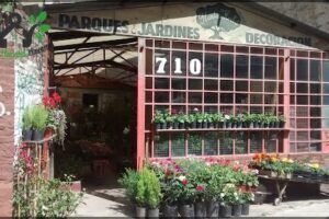 Plantas Herbut