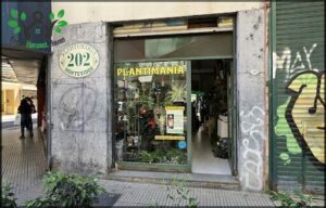 PLANTIMANIA caña con ruda