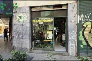 PLANTIMANIA caña con ruda