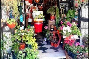 Plants Nursery Al Natural
