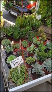 Potit Vivero