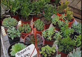 Potit Vivero