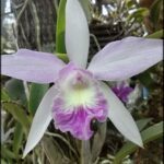 purple and white flower with green leaves in a pot