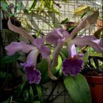 purple flower with green leaves in a pot on a patio