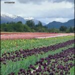 purple tulips in a field with mountains in the background