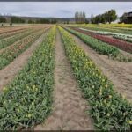 rows of tulips in a field with a barn in the background