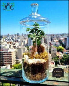 Seminare Plantas