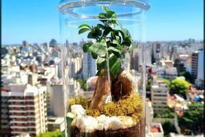 Seminare Plantas