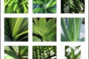 Siempre Verde Diseño de Jardines