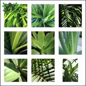 Siempre Verde Diseño de Jardines