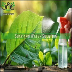 Soap and Water Solution