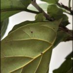 someone holding a leaf with a bug on it in a room