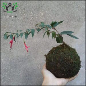 someone holding a moss ball with a plant growing out of it