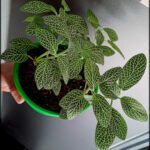 someone holding a potted plant with a green stem and green leaves