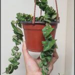 someone holding a potted plant with green leaves in it