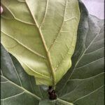 someone is holding a leaf with a small black bug on it